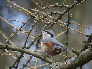 nuthatch (Sitta europaea)