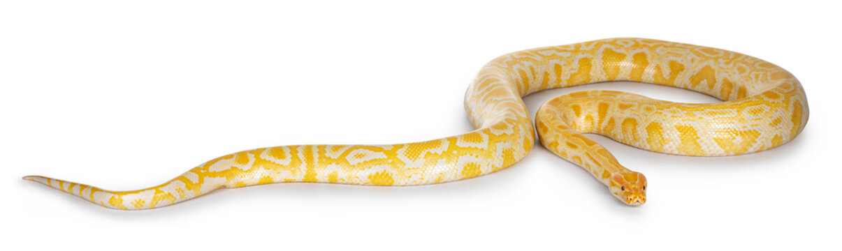 Young adult Burmese Python aka Python bivittatus snake in albino color. Isolated on white background.