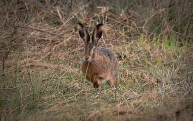 Rabbit / Hare (Feldhase / Kaninchen)