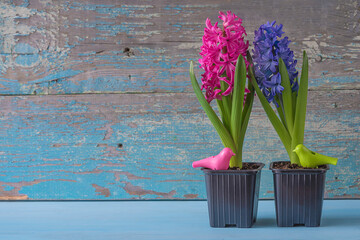 Spring gardening and easter holiday greeting card. Purple and blue blooming hyacinth flowers in pots on old paint wooden background. Space for text