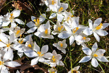 Erste weiße Frühlingsblumen und Knospen von Star-of-Bethlehem (Ornithogalum umbellatum)