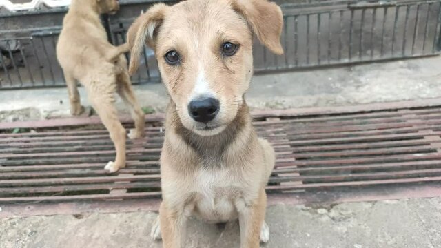 close up of two brown color puppy with shade of white looking side of camera