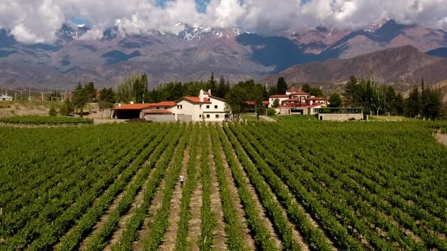 Aerial - vineyard in Mendoza, Argentina, wide rising shot backward with parallax