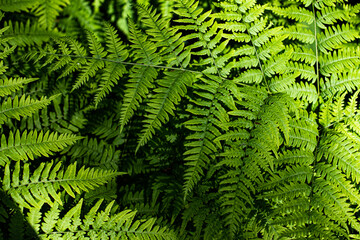 green fern leaves
