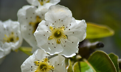 un arbol peral con flores en primavera