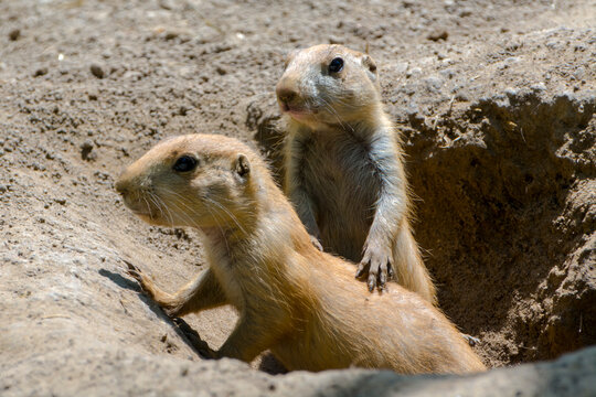 North American black-tailed prairie dogs on the ground