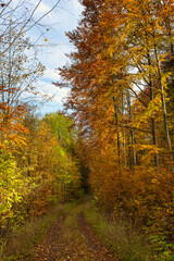 Obraz premium Waldweg im Herbstlaub