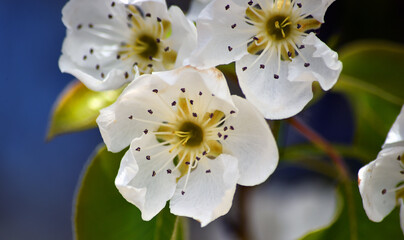 un arbol peral con flores en primavera