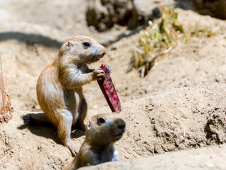 North American black-tailed prairie dogs on the ground