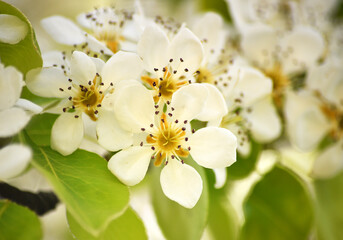 Naklejka na ściany i meble un arbol peral con flores en primavera