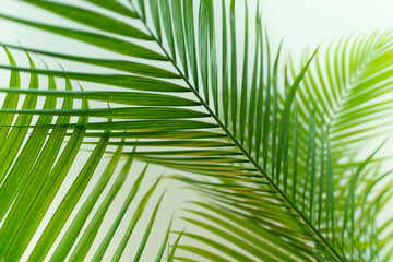 Tropical palm leaves background
