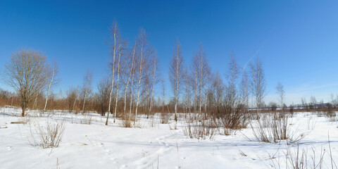 Spring walk through the forest, beautiful panorama.