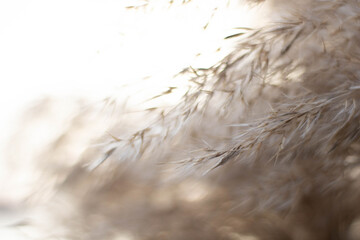 Dry seds of reed - cane, dry reed, dry cane in meadow - beautiful nature 