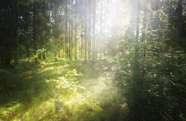 Majestic evergreen forest at sunrise. Mighty pine and deciduous trees, moss, fern, plants. Morning...