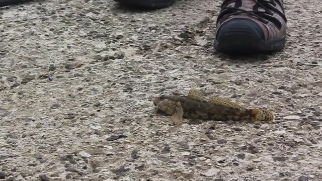 Fished alive fish on the stone floor in Croatia.