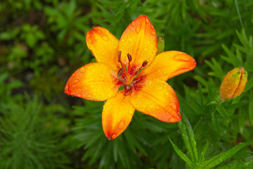 A large flower of orange lily grows in the garden in the summer. View from above