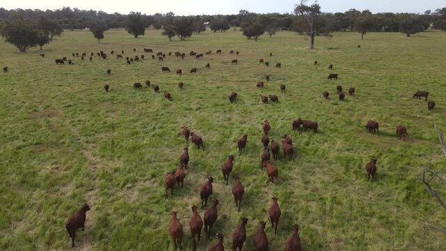 Aerial birds eye shot of calm green meadow with group of brown grazing cows. Margaret River, Western Australia.