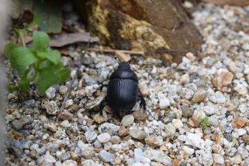 Geotrupes stercorarius, a species of earth-boring dung beetle