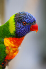 Portrait of a Rainbow Lorikeet Parrot 
