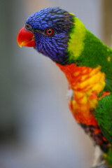 Portrait of a Rainbow Lorikeet Parrot 