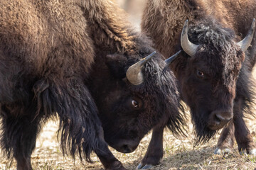 Fototapeta premium American Bison (Bison bison) males butt heads on a dry grassy field on an early spring morning