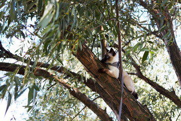 Mekong bobtail cat with bright blue eyes climbing on the tree
