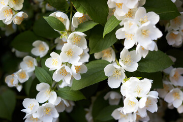 Close up of blooming Jasmine bush at summer