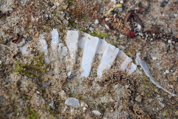 Dirty shell fossils found in southern Italy 