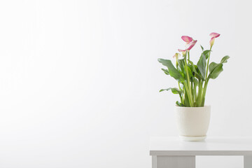 pink calla lily in flower pot on white background - obrazy, fototapety, plakaty