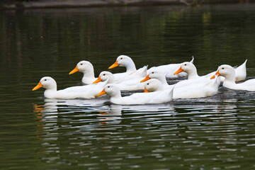 Natures' Synchronized Swim team
