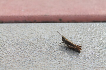 grasshopper on wood