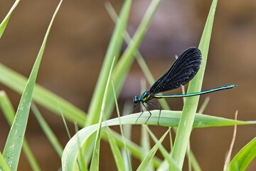 Ebony Jewelwing Damselfly