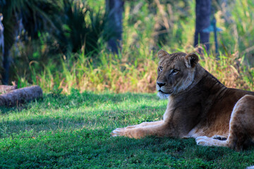 Lion / Lioness Laying in the Grass