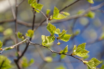 Spring awakening. First spring gentle leaves. Young birch leaves. Blurred background. Natural daylight.