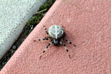 spider on a web
