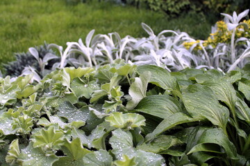 flowers in the garden