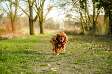 Cavalier King Charles Spaniel dog running across the meadow