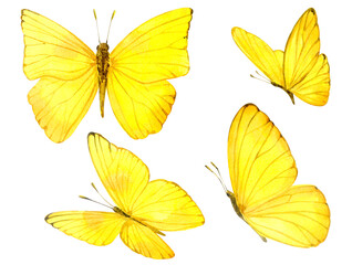 Illustration of yellow butterflies. Watercolor. Watercolor clip art.
