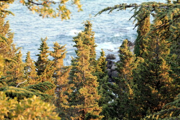 forest and sea