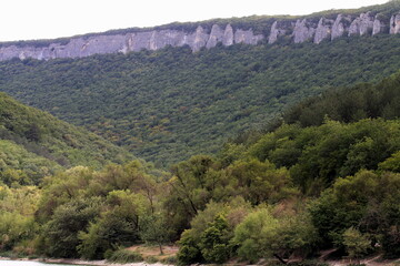 forest in the mountains