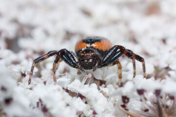 Synema globosum crab spider