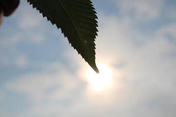 leaves in the sky