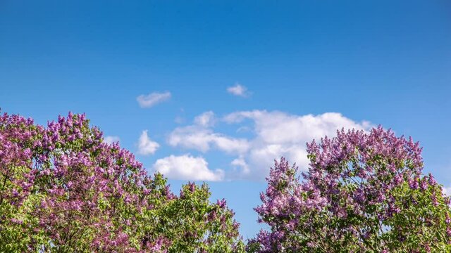 Time lapse lilac bushes against the sky with clouds.