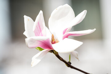 Close up of one delicate white pink magnolia flower in full bloom on a branch in a garden in a sunny spring day, beautiful outdoor floral background
