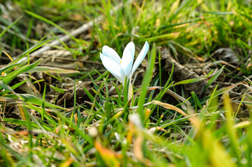 A crocus grows in the spring on the green field