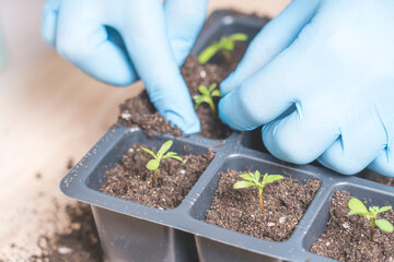marigold seedlings cultivation and dipping, the process of marigold dipping