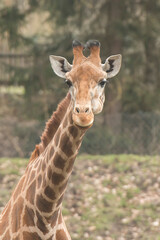 Giraffe, Afrika, Steppe
