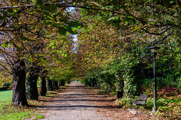 Landscape with a long alley surrounded by vivid green and yellow plants, old large trees trees and grass in a sunny autumn day in a park in Bucharest, Romania .