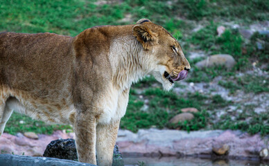 Naklejka premium Lion / Lioness in the grasslands