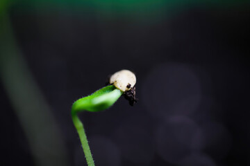 Macro closeup of isolated sprouting wet young green chili plant with water drops on brown growing...